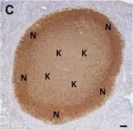 Fig.4.C showing Immunohistochemistry in a Bos taurus (Bovine) sample from the publication: The C3HeB/FeJ mouse model recapitulates the hallmark of bovine tuberculosis lung lesions following Mycobacterium bovis aerogenous infection.