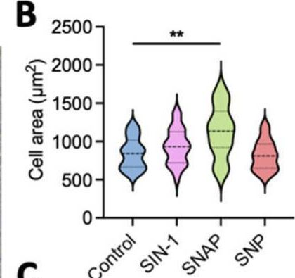 Fig.1.B from the publication: Combined Pharmacological Conditioning of Endothelial Cells for Improved Vascular Graft Endothelialization.