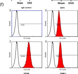 Fig.1.F showing Flow cytometry/Cell sorting in a Mus musculus (House mouse) sample from the publication: Tumour necrosis factor α regulates the miR-27a-3p-Sfrp1 axis in a mouse model of osteoporosis.