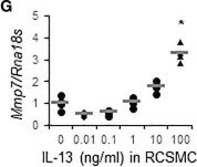 Fig.2.G from the publication: Matrix metalloproteinase 7 contributes to intestinal barrier dysfunction by degrading tight junction protein Claudin-7.