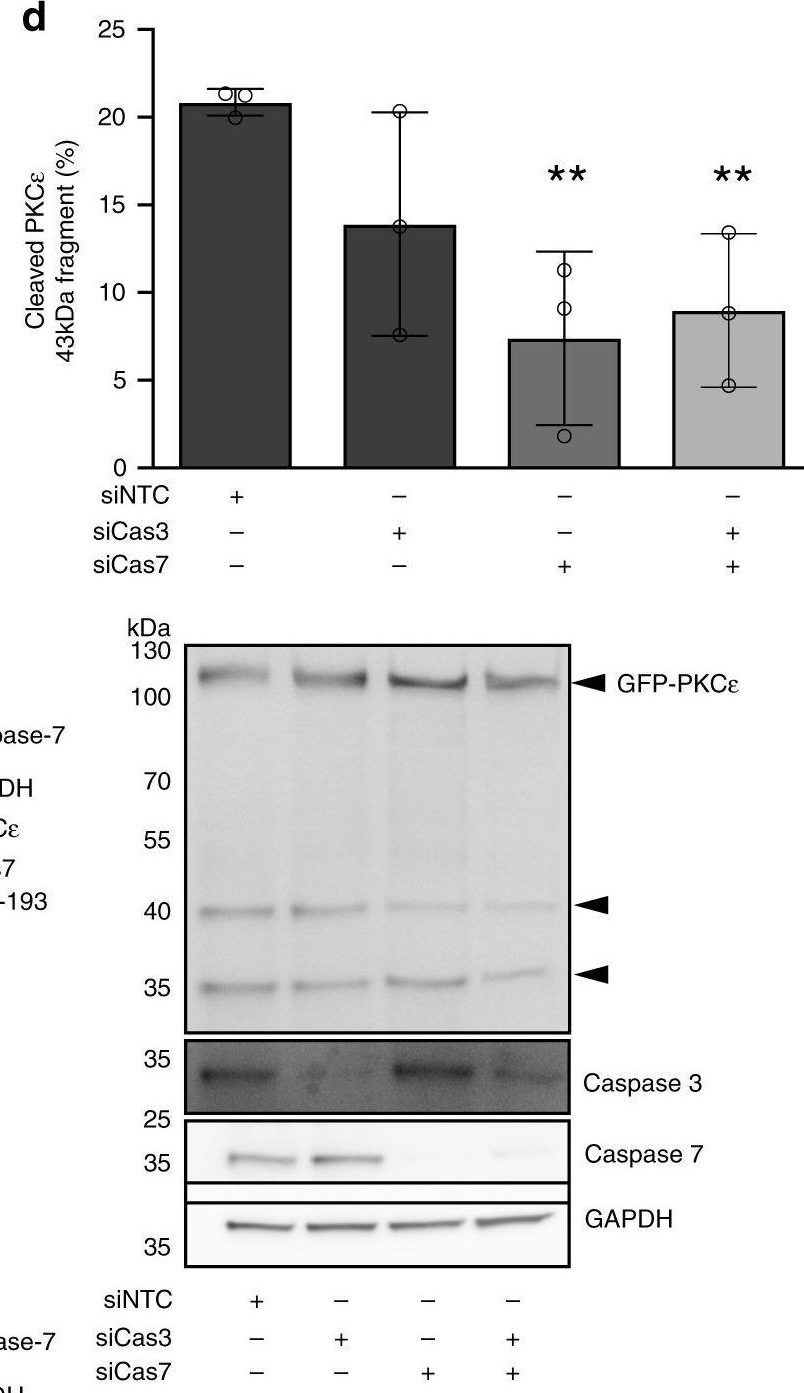 Fig.2.D showing Western Blotting in a Homo sapiens (Human) sample from the publication: The Aurora B specificity switch is required to protect from non-disjunction at the metaphase/anaphase transition.