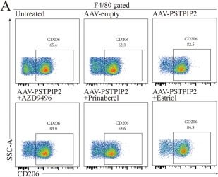 Fig.4.A showing Flow cytometry/Cell sorting from the publication: PSTPIP2 regulates synovial macrophages polarization and dynamics via ERβ in the joint microenvironment.