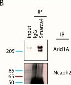 Fig.2.B showing Western Blotting from the publication: A commercial antibody to the human condensin II subunit NCAPH2 cross-reacts with a SWI/SNF complex component.