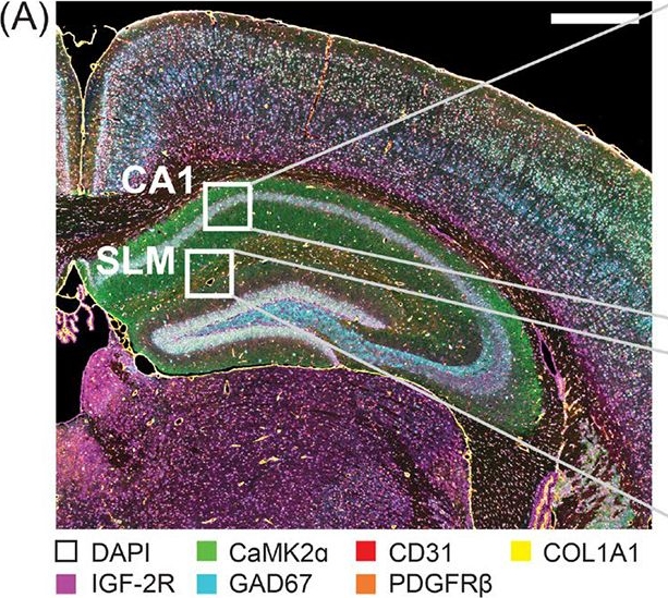 Fig.7.A showing Immunohistochemistry-immunofluorescence from the publication: Distribution and Levels of Insulin-like Growth Factor 2 Receptor Across Mouse Brain Cell Types.
