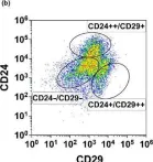 Fig.3.B showing Flow cytometry/Cell sorting from the publication: Mouse parotid salivary gland organoids for the in vitro study of stem cell radiation response.