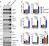 Fig.8.G showing Western Blotting in a Mus musculus (House mouse) sample from the publication: Loss of TMEM106B and PGRN leads to severe lysosomal abnormalities and neurodegeneration in mice.