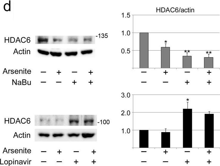 Fig.2.D showing Western Blotting from the publication: Multiple pathways promote microtubule stabilization in senescent intestinal epithelial cells.