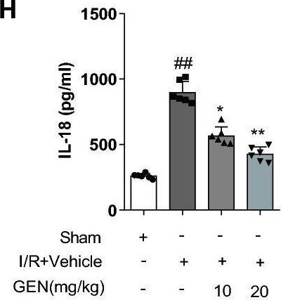 Fig.3.H showing Enzyme-linked immunosorbent assay from the publication: Geniposide suppresses NLRP3 inflammasome-mediated pyroptosis via the AMPK signaling pathway to mitigate myocardial ischemia/reperfusion injury.