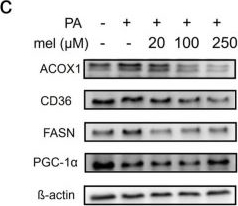 Fig.3.C showing Western Blotting in a Mus musculus (House mouse) sample from the publication: Melatonin targets mitochondrial trifunctional enzyme HADHA to improve lipid metabolism in metabolic dysfunction-associated steatotic liver disease.