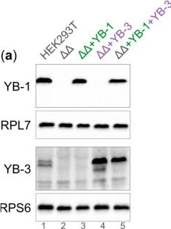 Fig.1.A showing Western Blotting in a Homo sapiens (Human) sample from the publication: Y-Box-Binding Proteins Have a Dual Impact on Cellular Translation.
