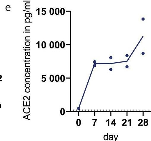 Fig.1.E showing Enzyme-linked immunosorbent assay from the publication: SARS-CoV-2 Omicron variant is attenuated for replication in a polarized human lung epithelial cell model.