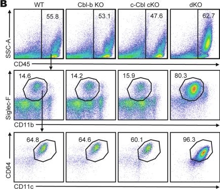 Fig.8.B showing Flow cytometry/Cell sorting in a Mus musculus (House mouse) sample from the publication: E3 Ubiquitin ligases Cbl-b and c-Cbl maintain the homeostasis of macrophages by regulating the M-CSF/M-CSFR signaling axis.