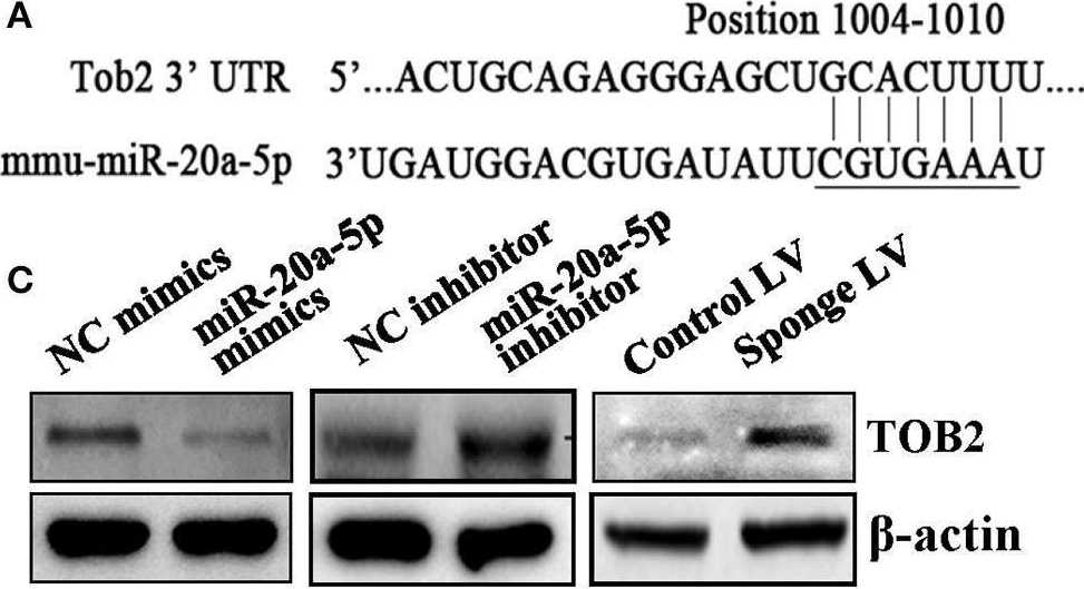 Fig.5.A showing Western Blotting from the publication: A Novel Regulatory Circuit "C/EBPα/miR-20a-5p/TOB2" Regulates Adipogenesis and Lipogenesis.