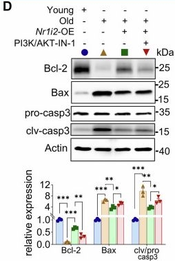 Fig.5.D showing Western Blotting from the publication: Pregnane X receptor protects against age-related bone loss in males via PI3K/Akt-mediated inhibition of apoptosis.