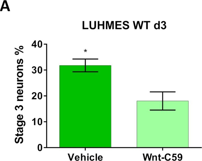 Fig.7.A from the publication: Primary cilia promote the differentiation of human neurons through the WNT signaling pathway.