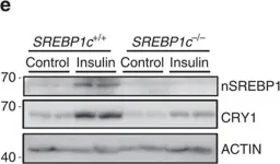 Fig.2.E showing Western Blotting in a Mus musculus (House mouse) sample from the publication: SREBP1c-CRY1 signalling represses hepatic glucose production by promoting FOXO1 degradation during refeeding.
