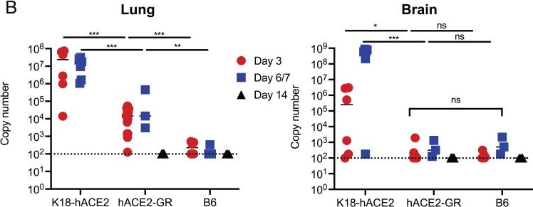 Fig.4.B from the publication: Human ACE2 Gene Replacement Mice Support SARS-CoV-2 Viral Replication and Nonlethal Disease Progression.