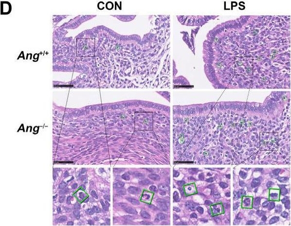 Fig.3.D showing Immunohistochemistry in a Mus musculus (House mouse) sample from the publication: Angiogenin Ameliorates Endometritis by Inhibiting NLRP3 Inflammasome Activation.