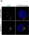 Fig.7.G showing Immunocytochemistry-immunofluorescence from the publication: A Ran-binding protein facilitates nuclear import of human papillomavirus type 16.