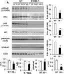 Fig.4.A showing Western Blotting in a Mus musculus (House mouse) sample from the publication: Phosphodiesterase 3B (PDE3B) regulates NLRP3 inflammasome in adipose tissue.