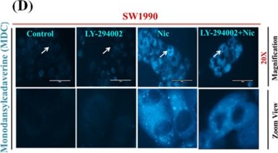 Fig.7.D showing Immunocytochemistry-immunofluorescence from the publication: Repurposing Niclosamide for Targeting Pancreatic Cancer by Inhibiting Hh/Gli Non-Canonical Axis of Gsk3β.