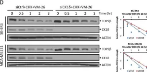 Fig.5.D showing Western Blotting in a Homo sapiens (Human) sample from the publication: SCFβ-TrCP-mediated degradation of TOP2β promotes cancer cell survival in response to chemotherapeutic drugs targeting topoisomerase II.