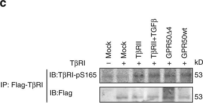 Fig.4.C showing Western Blotting in a Homo sapiens (Human) sample from the publication: The orphan GPR50 receptor promotes constitutive TGFβ receptor signaling and protects against cancer development.