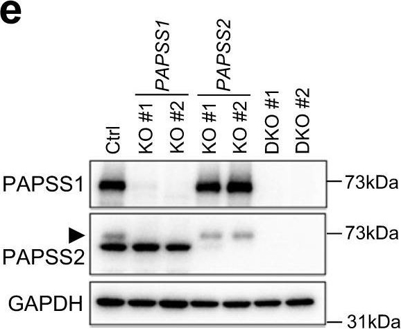 Fig.5.E showing Western Blotting in a Homo sapiens (Human) sample from the publication: Genome-wide CRISPR screen for HSV-1 host factors reveals PAPSS1 contributes to heparan sulfate synthesis.