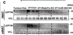 Fig.3.C showing Western Blotting in a Mus musculus (House mouse) sample from the publication: Cancer-cell-secreted miR-204-5p induces leptin signalling pathway in white adipose tissue to promote cancer-associated cachexia.