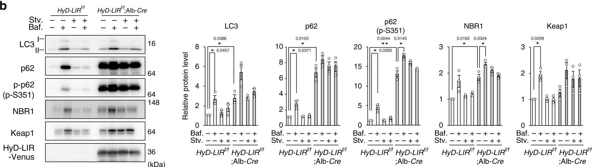 p62/SQSTM1-droplet serves as a platform for autophagosome formation and anti-oxidative stress response.