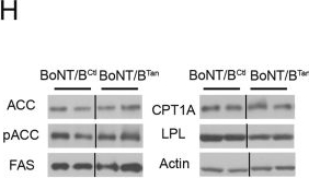 Fig.3.H showing Western Blotting from the publication: Tanycytic transcytosis inhibition disrupts energy balance, glucose homeostasis and cognitive function in male mice.