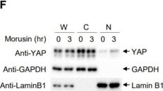 Lamin B1 (D4Q4Z) Rabbit mAb | Cell Signaling Technology