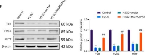 Fig.2.F showing Western Blotting in a Homo sapiens (Human) sample from the publication: Epigenetic downregulation of MAPKAPK2 exacerbates oxidative stress-induced damage in vitiligo melanocyte cell line model.