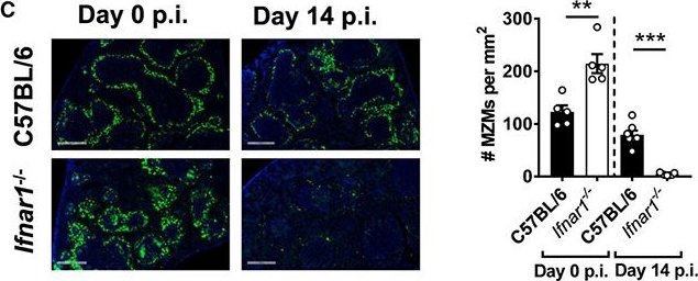 Fig.5.C showing Immunohistochemistry-immunofluorescence in a Mus musculus (House mouse) sample from the publication: Type I Interferons Suppress Anti-parasitic Immunity and Can Be Targeted to Improve Treatment of Visceral Leishmaniasis.