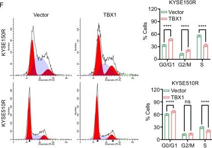 Fig.2.F showing Flow cytometry/Cell sorting from the publication: Epigenetic silencing of TBX1 inactivates the Hippo pathway to potentiate chemoresistance in esophageal squamous cell carcinoma.