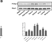 Fig.7.B showing Western Blotting from the publication: Identification of Small Molecules Inhibiting Cardiomyocyte Necrosis and Apoptosis by Autophagy Induction and Metabolism Reprogramming.