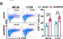 Fig.3.G showing Flow cytometry/Cell sorting in a Mus musculus (House mouse) sample from the publication: USP35 Acts as a Deubiquitinating Enzyme for ID3 to Promote Immune Escape in Colorectal Cancer.