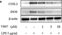 Fig.4.A showing Western Blotting in a Mus musculus (House mouse) sample from the publication: Anti-inflammatory effect of oligostilbenoids from Vitis heyneana in LPS-stimulated RAW 264.7 macrophages via suppressing the NF-κB activation.