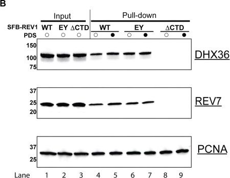 Fig.8.B showing Western Blotting in a Homo sapiens (Human) sample from the publication: Human REV1 interacts with DHX36 to promote replication and tolerance of G-quadruplex DNA.