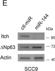 Fig.5.E showing Western Blotting from the publication: p63, a key regulator of Ago2, links to the microRNA-144 cluster.