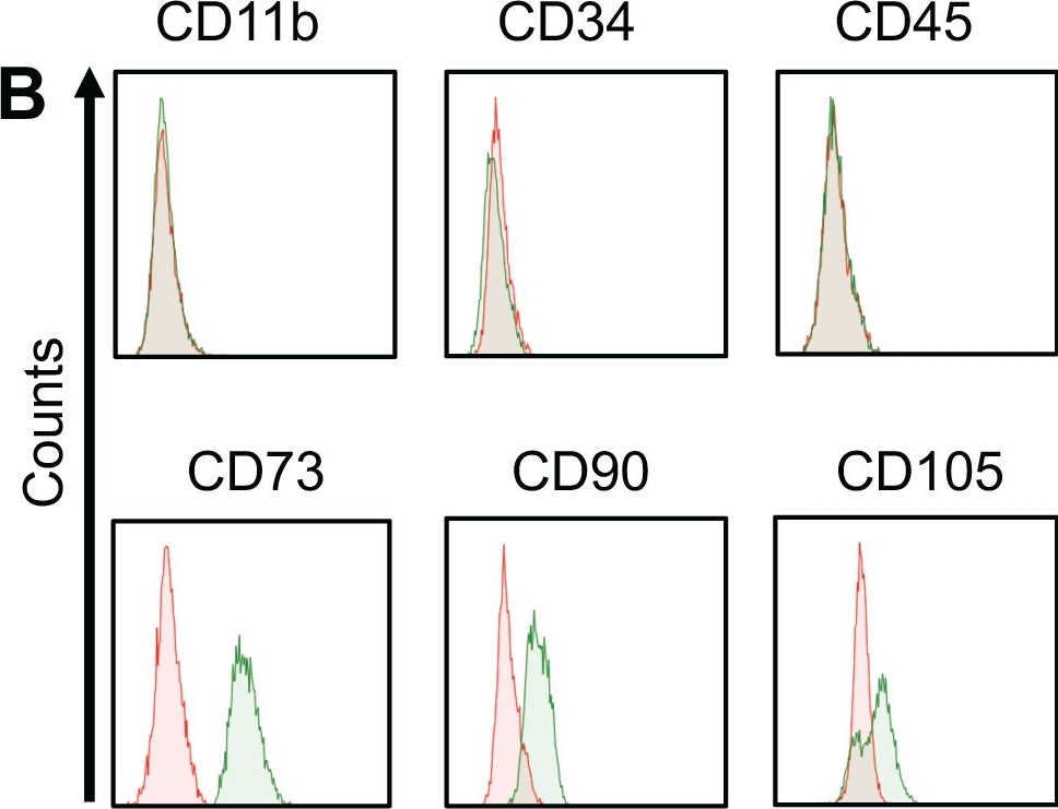 Fig.1.B showing Flow cytometry/Cell sorting from the publication: Tonsil-derived mesenchymal stem cells alleviate skin inflammation by modulating neutrophil extracellular trap formation and T cell migration.