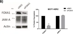 Fig.6.B showing Western Blotting from the publication: A Transcriptional Link between HER2, JAM-A and FOXA1 in Breast Cancer.
