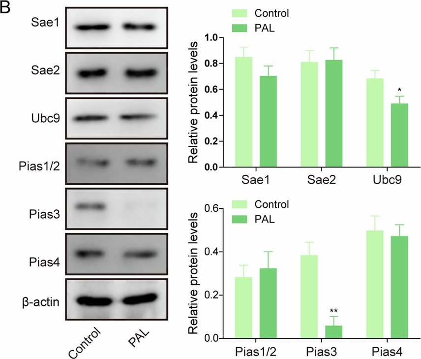 Fig.4.B showing Western Blotting in a Mus musculus (House mouse) sample from the publication: Impaired SUMOylation of FoxA1 promotes nonalcoholic fatty liver disease through down-regulation of Sirt6.