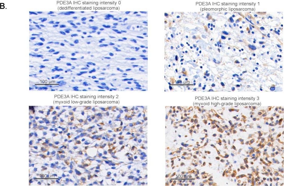 Fig.3.B showing Immunohistochemistry from the publication: PDE3A Is a Highly Expressed Therapy Target in Myxoid Liposarcoma.