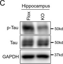 Fig.4.C showing Western Blotting from the publication: Adipose-Specific GHR Deletion Attenuates Brain Aging and Cognitive Decline in Aged Mice.