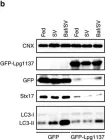 Fig.6.B showing Western Blotting in a Mus musculus (House mouse) sample from the publication: Legionella effector Lpg1137 shuts down ER-mitochondria communication through cleavage of syntaxin 17.