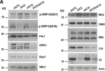 Fig.1.A showing Western Blotting from the publication: CHCHD2 and CHCHD10 regulate mitochondrial dynamics and integrated stress response.