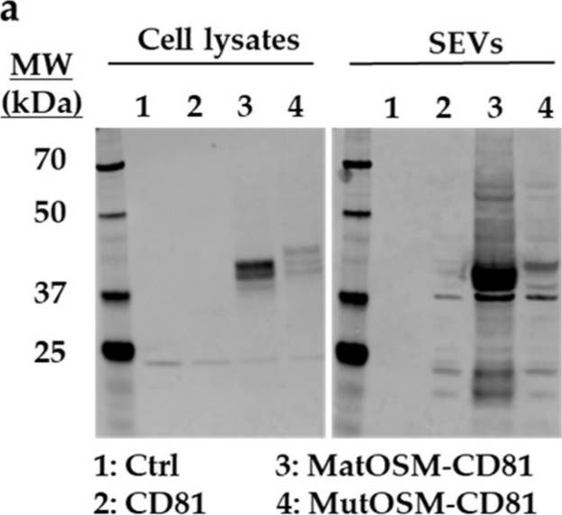 Fig.2.A showing Western Blotting in a Mus musculus (House mouse) sample from the publication: Oncostatin M-Enriched Small Extracellular Vesicles Derived from Mesenchymal Stem Cells Prevent Isoproterenol-Induced Fibrosis and Enhance Angiogenesis.