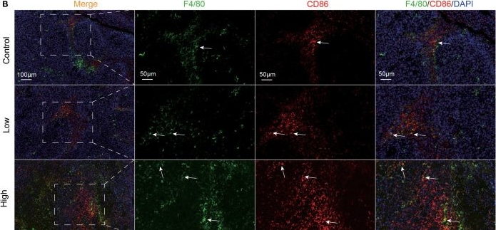 Fig.12.B showing Immunohistochemistry-immunofluorescence from the publication: Yiai Fuzheng decoction inhibits triple-negative breast cancer by remodeling the immune microenvironment.