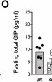 Fig.2.O showing Enzyme-linked immunosorbent assay from the publication: The glucose-dependent insulinotropic polypeptide (GIP) regulates body weight and food intake via CNS-GIPR signaling.